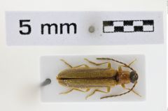 Foto (Dorsalansicht) von Denticollis parallelicollis (NHMW-ZOO-COL-0008678)